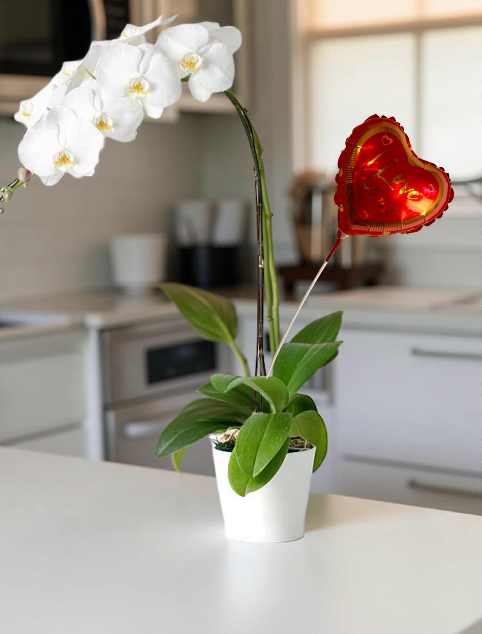 F-P5 ( 1 Stem White Orchid )