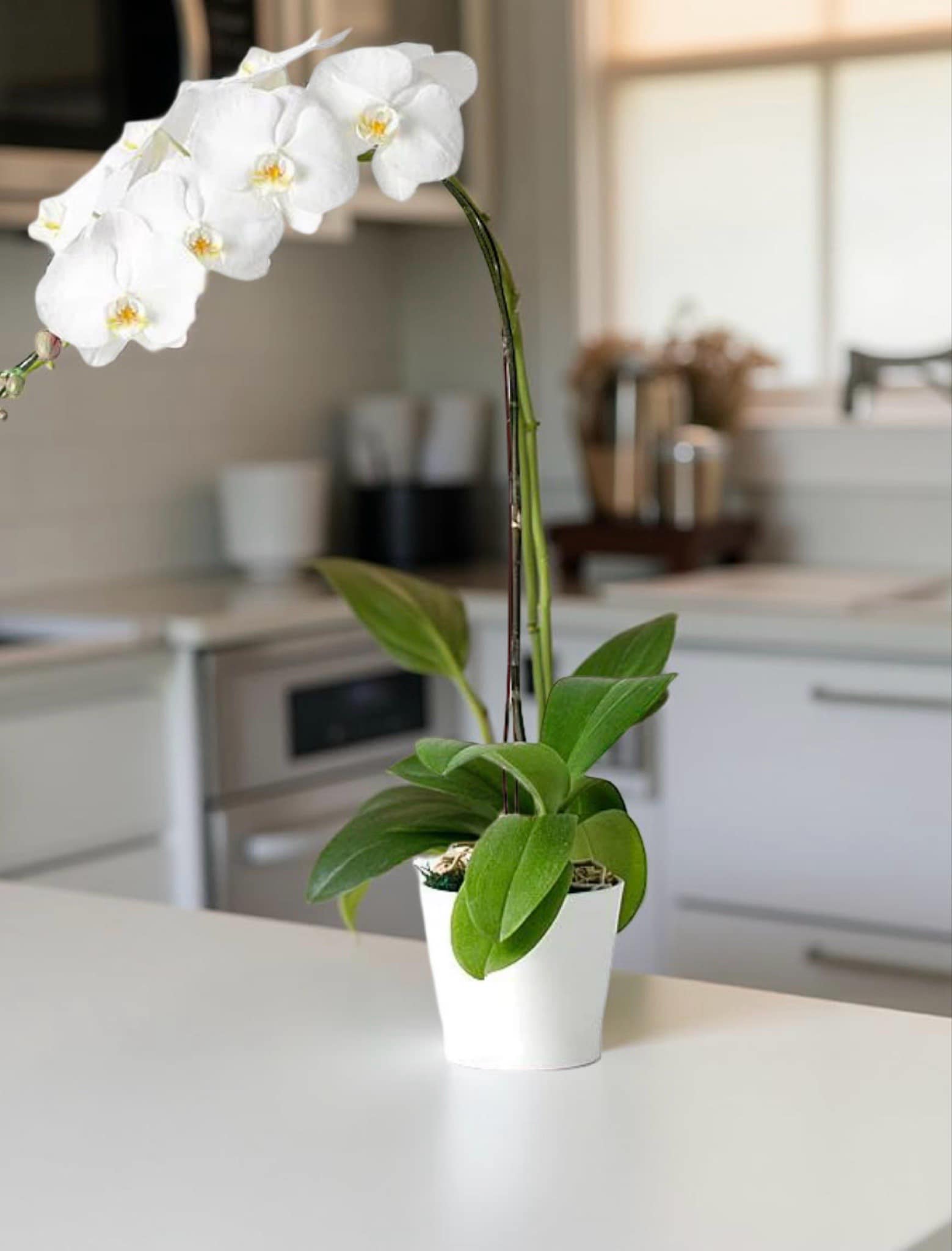 F-P4 ( 1 Stem White Orchid )