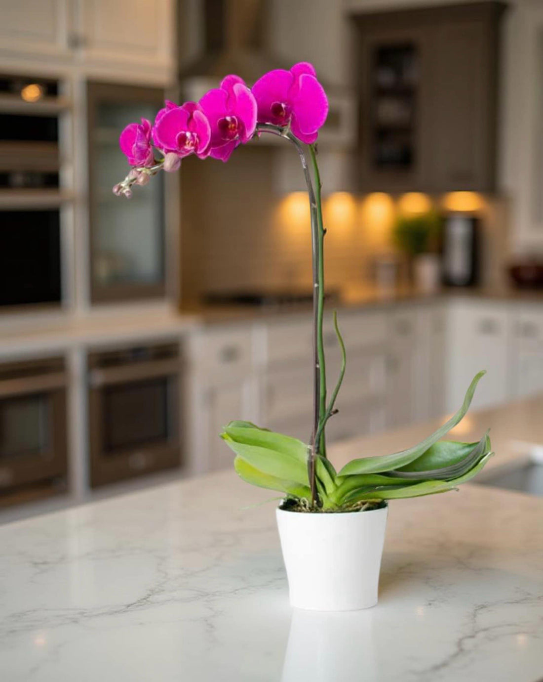 F-P8 ( 1 Stem pink Orchid )