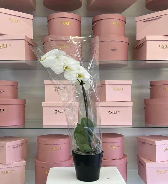 Code : F-P100 (une tige)