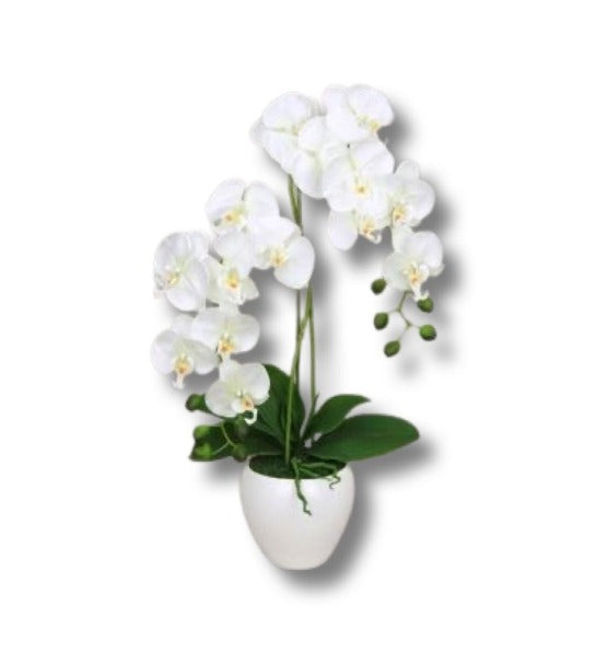 Code: F-P106