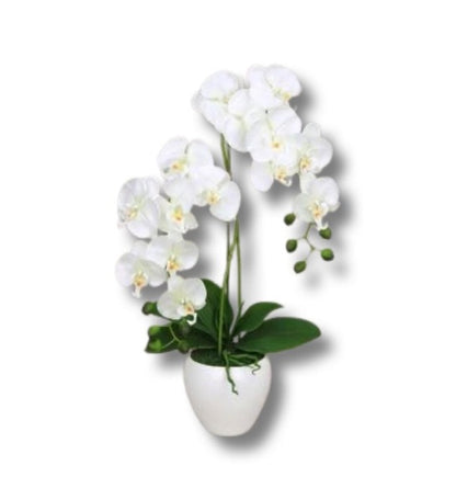 Code: F-P106